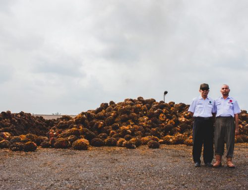 The Indonesia National Action Plan on Sustainable Palm Oil: a UNDP Impact Story
