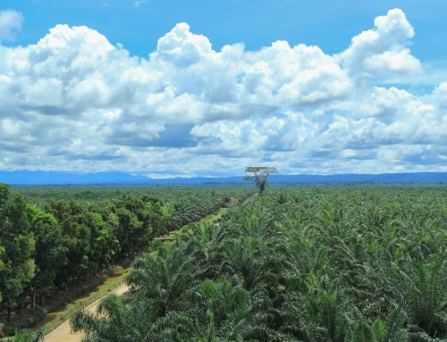 Reducing Deforestation from the Palm Oil Supply Chain: the Story of the Good Growth Partnership